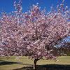 Grow A Tree Kit Parks Collection | Flowering Cherry Blossom